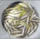  ??  ?? A bucket of smelt is pretty easy to get this year. Because the fish is considered an invasive species, anglers are allowed to take an unlimited amount between April 1 and May 25 in Wisconsin waters.