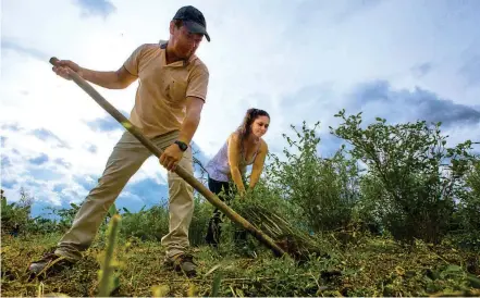  ??  ?? Estas son las tres hectáreas de Jhenner Barbosa, ya se ve el avance en la erradicaci­ón de la coca y próximamen­te se verán los retoños del aguacate que reemplazar­á los cultivos ilícitos.