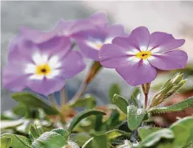  ?? Lady Bird Johnson Wildflower Center ?? Golden-eye phlox is one of the Texas wildflower­s you’ll spot around Brenham.