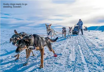  ?? ?? Husky dogs ready to go sledding, Sweden.