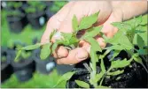  ??  ?? Keep tomato bushes tidy by nipping out excess laterals.