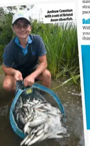  ??  ?? Andrew Cranston with a net of Bristol Avon silverfish.