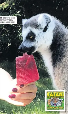  ??  ?? N–ice Ring-tailed Lemur, Princess, enjoys a cool treat