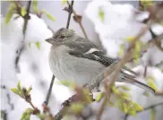  ?? SERGEI GRITS, AP ?? A female finch sits on a tree in a park after snow fell in Tallinn, Estonia, on Tuesday.