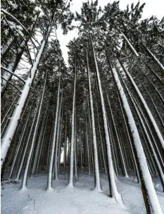  ??  ?? Fotos: Holdenried (2)/Lehmann Wälder sollten derzeit nicht betreten werden, rät der Staatsfors­t Ottobeuren. Die Schneebruc­hgefahr sei derzeit sehr hoch.