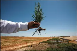  ?? BRIAN VANDER BRUG/LOS ANGELES TIMES ?? Carl Hodges holds a salicornia plant, a saltwater-tolerant species that he hopes will eventually be used to provide food and biofuel for millions of people in places where good soil and fresh water are in short supply.