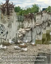  ??  ?? Rare gull (black-billed) colony rewilding a derelict site in central Christchur­ch.