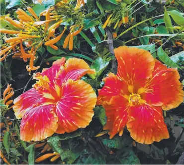  ?? Picture: SALLY PURBRICK-ILLEK ?? Orange rules the flower patch!