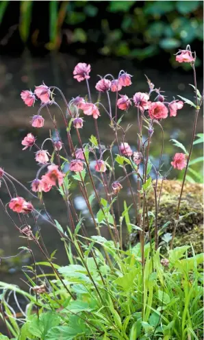  ??  ?? Dusky pink water avens, Geum rivale, hang delicately off long purple stems. Their burr- like seeds are dispersed by catching on the coats of small animals, such as rabbits.