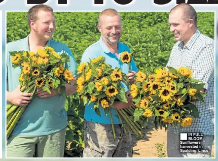  ??  ?? IN FULL BLOOM: Sunflowers harvested in Spalding, Lincs