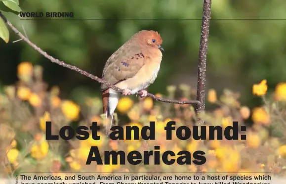 ?? ?? The rediscover­y of Blue-eyed Ground Dove in the Brazilian state of Minas Gerais gives hope that other South American species, feared lost forever, might yet be found alive and well.