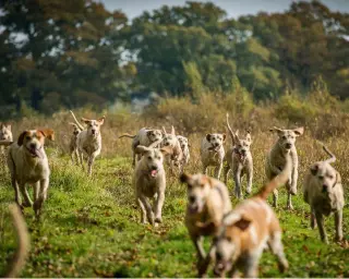  ?? ?? The BSHA’S inaugural hound trial will showcase the skills required to hunt a trail to the public