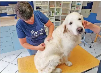  ?? FOTO: CAROLIN ECKENFELS/DPA ?? Die Tierärztin Maleen Schaumburg behandelt in ihrer Praxis den Golden Retriever „Muffin“. Gängige Therapien hätten dem Hund nicht geholfen, die Homöopathi­e habe nach wenigen Monaten zum Erfolg geführt.