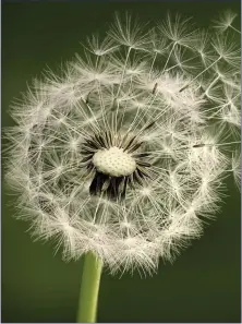  ??  ?? Dandelion clocks are objects of great natural beauty, design and perfection.