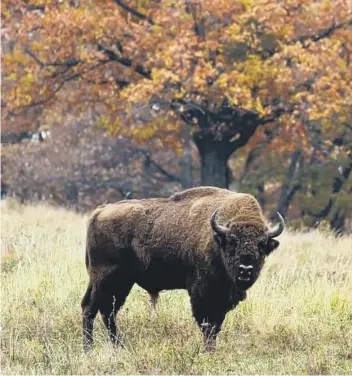  ??  ?? Two rangers are being sought to look after a small herd of bison (photo: Shuttersto­ck)