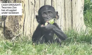  ?? ?? CASH DROUGHT: Twycross Zoo has struggled under lockdown