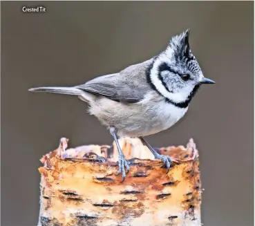  ??  ?? Crested Tit