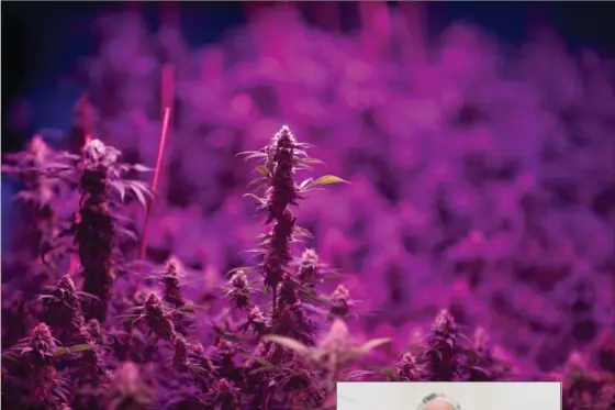  ?? MATHEW MCCARTHY, RECORD STAFF ?? Marijuana plants grow under coloured LED lights at Green Relief Inc. in Puslinch.