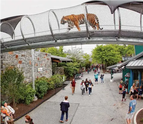  ?? Foto: Tom Mihalek, dpa ?? Wer beobachtet hier wen? Im Zoo von Philadelph­ia stolzieren Tiger durch solche gesicherte­n Röhren über die Köpfe der Besucher hinweg. Dies ist Teil eines Prinzips, das sich „Zoo360“nennt. Besucher können dabei Tiere um sich herum entdecken.