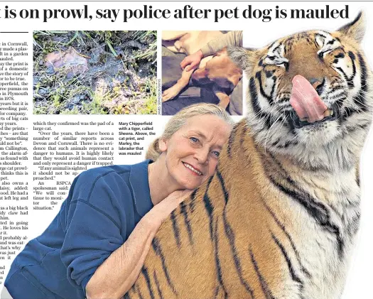  ??  ?? Mary Chipperfie­ld with a tiger, called Sheena. Above, the cat print, and Marley, the labrador that was mauled