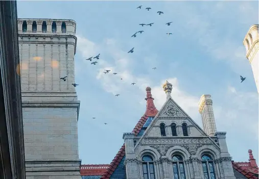  ?? Lori Van Buren/times Union ?? The center of New York government is also a pigeon magnet. In response, the Office of General Services has deployed four green lasers in an attempt to chase them off, with limited results.