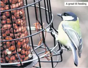  ??  ?? A great tit feeding