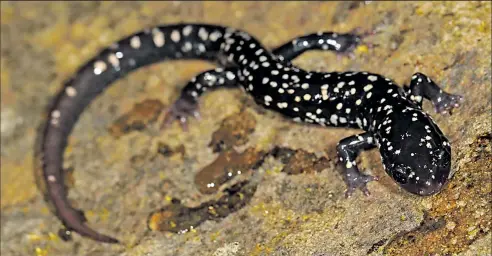  ?? FOR THE DISPATCH ?? JIM MCCORMAC The Northern slimy salamander is covered with a sticky secretion that deters predators.