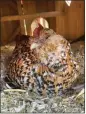  ?? ?? Emmylou, a Belgian Barbu d'Uccle bantam, sits on her nest in Tove Danovich's Portland coop.