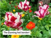  ?? ?? The flaming hot border!