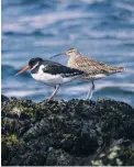  ??  ?? TOP Donaghadee Harbour was built in the 1820s to a John Rennie design using limestone from Wales ABOVE Resident oystercatc­hers are joined by visitors from Iceland and the Faroes in the winter