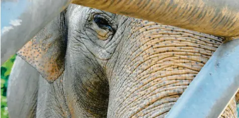  ?? Foto: Fred Schöllhorn ?? Die Augsburger Zooelefant­en ziehen bald von ihrem Altbau ins neue Luxusdomiz­il nebenan um. Jetzt werden sie auf den großen Wechsel vorbereite­t.