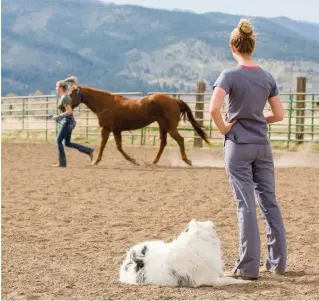  ??  ?? If you select carefully, a well-trained massage therapist can become a critical member of your horse’s health-care team. Bear in mind that a good selection will require research.