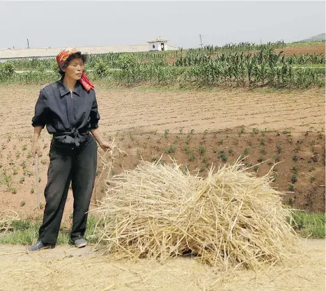  ?? WONG MAYE-E/THE ASSOCIATED PRESS ?? A farmer works in a field in South Hwanghae, North Korea, last month. There has been almost no rain in this part of the country, say farmers and local officials. While the situation appears grim, it is unclear how severe the drought is in the rest of...