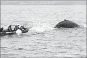  ?? Marine Life Studies ?? A HUMPBACK whale that was tangled in fishing gear is freed in Monterey Bay last month.