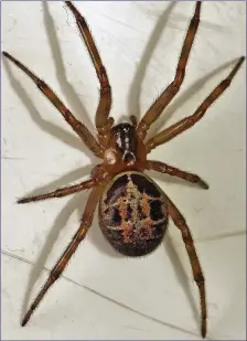  ??  ?? The False Widow is a recent addition to Ireland’s wildlife.