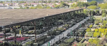  ?? ?? Star Nursery, serving Southern Nevada for 40 years, highlights it variety of plants available. [Photo courtesy of Star Nursery]