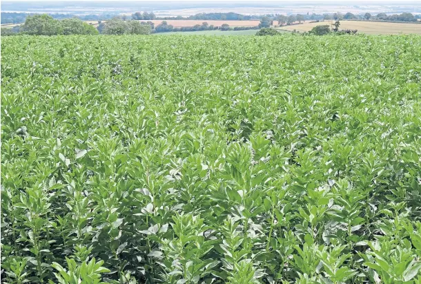  ?? ?? YIELD: Broad beans could become a more common sight as they fix otherwise expensive nitrogen in the soil and are cheaper than soya for feed.