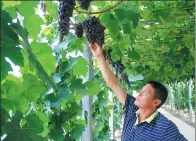  ?? YANG YANG / CHINA DAILY ?? Yang Peizhong, owner of Xinyi Family Farm in Xiantao, Hubei province, picks grapes last month.