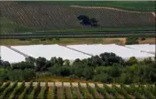  ?? (Photo AFP) ?? Dans les collines de Santa Rita, réputées pour leur pinot noir, le cannabis est cultivé sous des bâches blanches qui s’étendent à perte de vue parmi les vignobles.