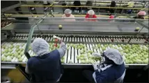  ?? (AP PHOTO/WILFREDO LEE, FILE) ?? In this Feb. 5, 2020, file photo workers sort through tomatoes after they are washed before being inspected and packed, in Florida City, Fla.