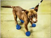  ?? ANGIE WANG / AP ?? Arrow the dog sports his new elastic booties at a PetSmart in Tempe, Ariz., on Tuesday. Phoenix radio station KSLX handed out the protective coverings to protect dogs’ paws from the hot pavement.