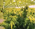  ?? STEVE HELBER/AP ?? Marijuana plants in a grow room at the Greenleaf Medical Cannabis facility in Richmond.