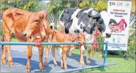  ?? HT PHOTO ?? Ganga (centre), the first cloned calf of the Gir breed in the country, weighs 32kg and is doing well, NDRI scientists said on Monday.