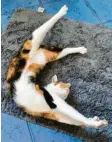  ??  ?? Polly von Helga Kusch aus Waldstette­n (Kreis Günzburg) macht ihre Yoga‰ Übungen lieber auf dem Teppich.
