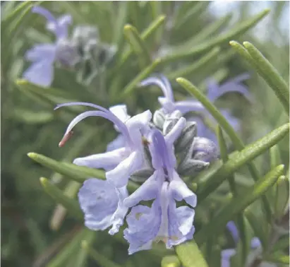  ?? Fotos: dpa ?? Zu dieser Jahreszeit sind die kleinen blauen Blüten eine wahre Zierde.