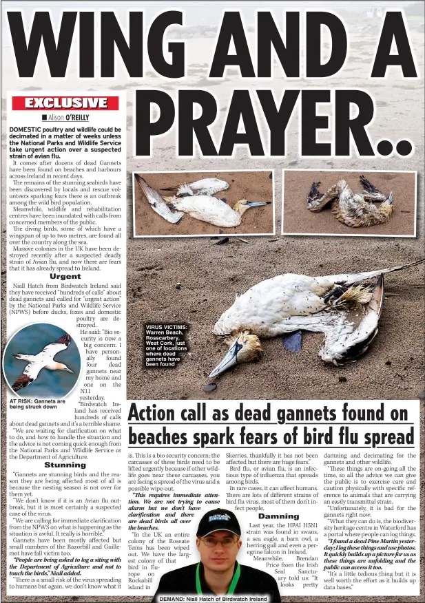  ?? ?? AT RISK: Gannets are being struck down
VIRUS VICTIMS: Warren Beach, Rosscarber­y, West Cork, just one of locations where dead gannets have been found
DEMAND: Niall Hatch of Birdwatch Ireland