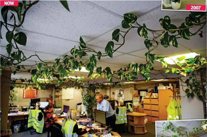  ??  ?? It’s a jungle in here: Des Brennan and his staff with the devil’s ivy that started life as a pot plant but now covers the office NOW
