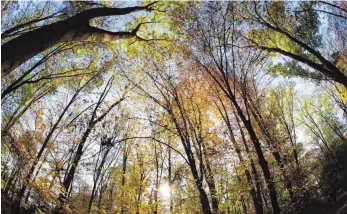  ?? FOTO: DPA ?? Der Wald: gut für die Erholung, die Umwelt, die Forstwirts­chaft, die Tiere – und in Tettnang und Umgebung auch für eine intensive Debatte.