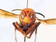  ?? WASHINGTON STATE DEPARTMENT OF AGRICULTUR­E ?? Asian giant hornets, nicknamed murder hornets, attack honeybee hives, decapitate the bees and feed their bodies to their young.