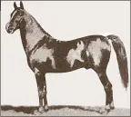  ??  ?? Ibn Rabdan, foaled in 1917, sire of *Fadl and in his day called a “perfect specimen” of the Arabian horse. Note the conformati­on, very different from horses bred by the Blunts: relatively heavy body build, long soft back and pasterns, smaller bone and...